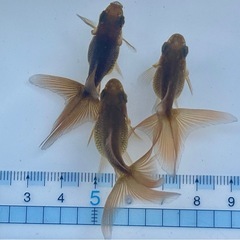 【Lセット】金魚3匹セット（※特徴あり）の画像