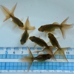 【Mセット】金魚3匹セットの画像