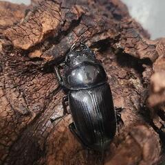 オオクワガタ新成虫ペア(能勢YG血統)の画像