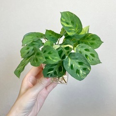 マランタ レウコネウラ 
ケルコビアナ バリエガータ 1本の画像