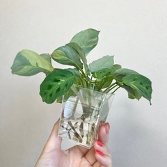 マランタ レウコネウラ 
ケルコビアナ バリエガータ 1本の画像