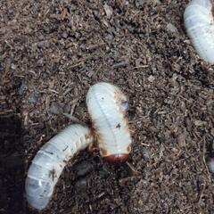 カブトムシ幼虫の画像