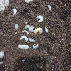 カブトムシ幼虫の画像