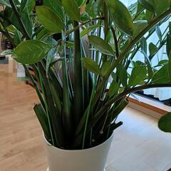 鑑賞植物の画像