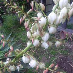観葉植物(リュゼッドラン))の画像