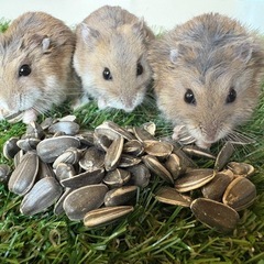 ‪🐹里親募集 オス3匹‪🐹