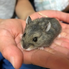 キャンベルハムスター　いろいろなお色のキャンベルハムスター…