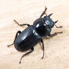 コクワガタ(大阪府高槻市産)F0新成虫♂2頭♀1頭　計3頭トリプルセットの画像