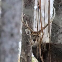 Deer Spirit☆フォトフレームWS