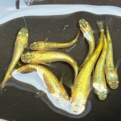 サンシャイン　メダカ　８匹　♂２　♀６の画像
