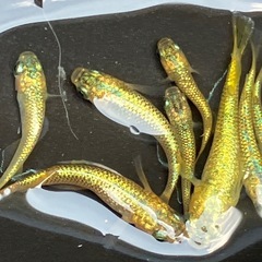 サンシャイン　メダカ　８匹　♂２　♀６の画像