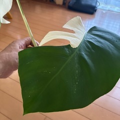 モンステラホワイトタイガーボルシギアナ
の画像