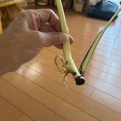 モンステラホワイトタイガーボルシギアナ
の画像