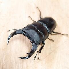佐賀県神埼郡神埼町産オオクワガタCBF2新成虫♂♀ペアの画像