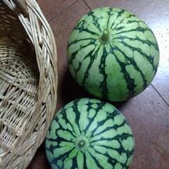 スイカ🍉２個 まとめての画像
