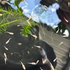 メダカ　紅帝楊貴妃メダカ　幼魚稚魚10匹の画像