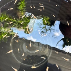 メダカ　紅帝楊貴妃メダカ　幼魚稚魚10匹の画像