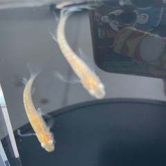 めだか今年ラスト出品‼️届けます‼️激レア「プリムローズフローラ」稚魚10の画像