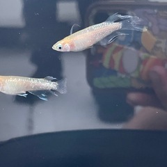 めだか今年ラスト出品‼️届けます‼️激レア「プリムローズフローラ」稚魚10の画像
