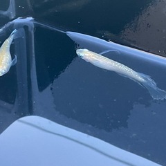 めだか今年ラスト出品‼️届けます‼️激レア「プリムローズフローラ」稚魚10の画像