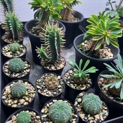植物いろいろ（選択式）の画像