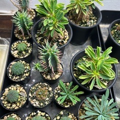 植物いろいろ（選択式）の画像