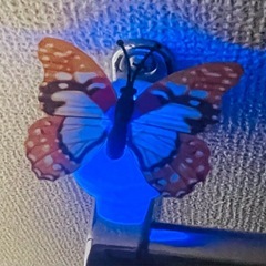 蝶のナイトライトの画像