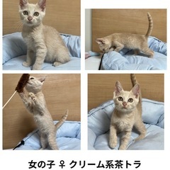 急募！親子猫達の里親様募集中！②