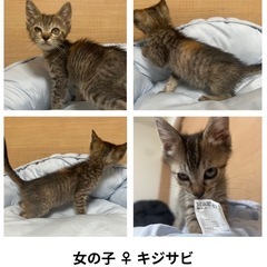急募！親子猫達の里親様募集中！②
