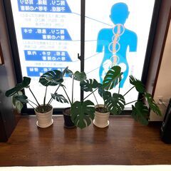 モンステラの販売はじめましたの画像