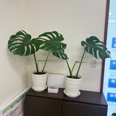 モンステラの販売はじめましたの画像
