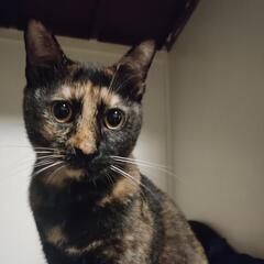 人懐っこい天然なサビ猫 女の子