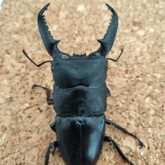 パラワンオオヒラタクワガタ　オス・メス１セットの画像