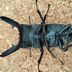 パラワンオオヒラタクワガタ　オス・メス１セットの画像