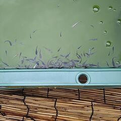 めだか辞める品種400匹以上無選別若魚の画像