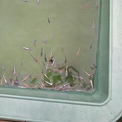 めだか辞める品種400匹以上無選別若魚の画像