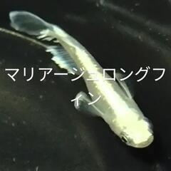 【開成町】メダカ販売　8月24日