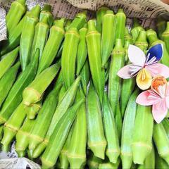 朝採り☀️自家製オクラ500g🌱の画像