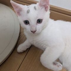 薩摩川内市　白猫　里親さん募集