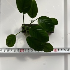 水草　アヌビアス・ナナの画像