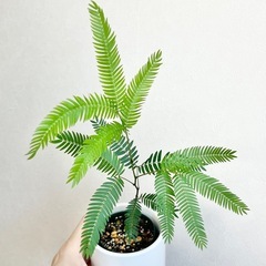 エバーフレッシュ①の画像