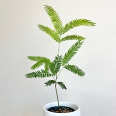 エバーフレッシュ①の画像