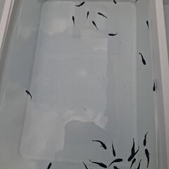 メダカ パーティードレス センチュリー オロチ若魚の画像