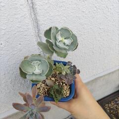 多肉　寄せ植え　鉢ごと　の画像