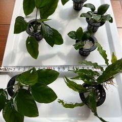 水草　アヌビアス・ナナの画像