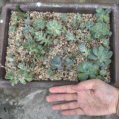多肉　大きい鉢ごと①の画像