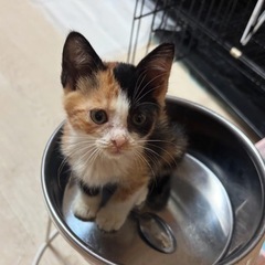 三毛猫もうすぐ2ヶ月