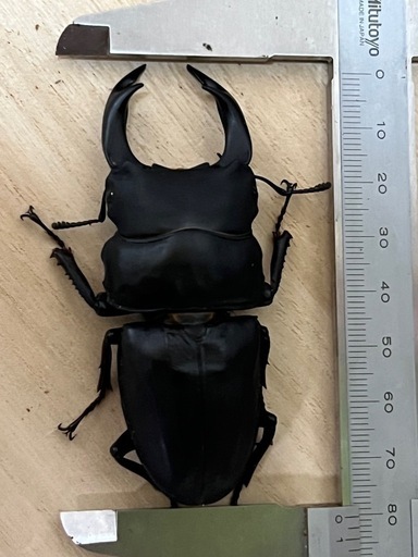 福岡、久留米産オオクワガタ　ペア