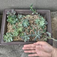 多肉　大きい鉢ごと②の画像