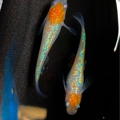 王華　紅白ラメ　稚魚1匹200円　の画像